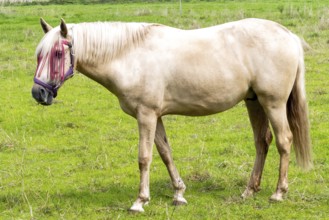 Horses grazing in a meadow