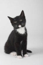 Domestic cat, kitten, 8 weeks