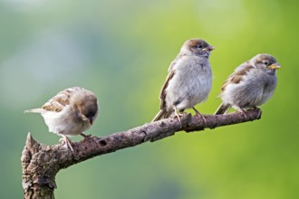 House Sparrow (Passer domesticus), fledged young birds start feeding themselves after 1 or 2 days