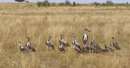 African White Backed Vulture (gyps africanus), Ruppell's Vulture, gyps rueppelli, Lappet Faced