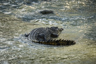 Saltwater crocodile, also known as saltie (Crocodylus porosus) at the Cahill Crossing ford through