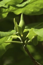 Magnolia bud in spring