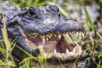 Color image of an aligator in Florida with its mouth open