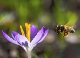 Macro of a bee flying to a purple crocus flower blossom