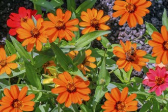 Zinnias (Zinia), Allgäu, Bavaria, Germany, Europe