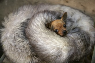 Little dog with cold in winter with fox skin protection