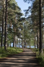 Person walking on a rural road in the forest near lake. People active outdoors. Healthy lifestyle.