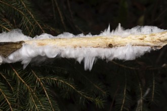 Hair ice fruiting body white wavy ice needles on branch with spruce twig