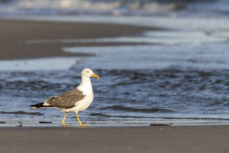 Herring gull (Larus fuscus) on the beach of Juist, East Frisian Islands, Germany, Europe