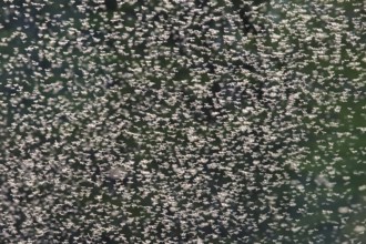 A swarm of mosquitoes with many small mosquitoes in the sun in the evening up close