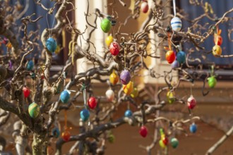 Colourful Easter eggs hanging from tree branches as decoration in a front garden, Bremen, Germany,