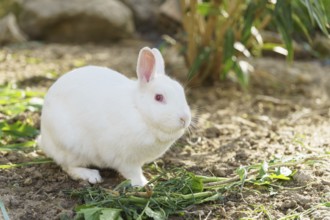 Close-up of a white rabbit on a farm eating vegetables