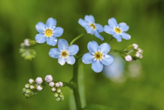 Close-up of the blue flowers of marsh forget-me-not (Myosotis scorpioides) with yellow centre and