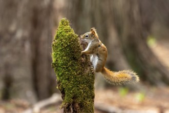 American red squirrel (Tamiasciurus hudsonicus) known as the pine squirrel, North American red