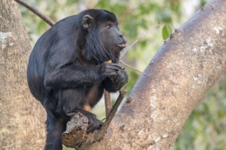 Black howler (Alouatta), Pantanal, inland, wetland, UNESCO Biosphere Reserve, World Heritage Site,