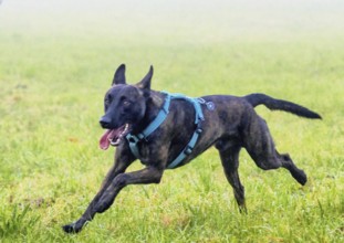 A powerful police dog, a Malinois shepherd, stands at attention. The dog is about two years old,