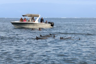 Tourists swimming, snorkelling with dolphins, spinner dolphin (Stenella longirostris), spinner