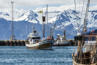 HUSAVIK, ICELAND, JUNE 29: Whale-watching boat enters Husavik harbor with anchored sailing boats