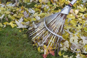 Raking autumn leaves in the garden