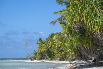Forest with lush tropical vegetation, Tikehau, Atoll, Tuamotu Archipelago, Tuherahera, Rangiroa,