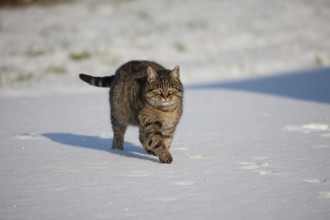 Brown Tabby Domestic Cat, Female walking on Snow, Normandy