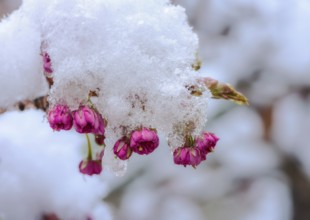 Closeup of snow covered pink cherry blossoms