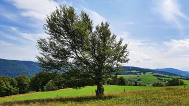 Wind or weather beech near the Schauinsland in the southern Black Forest