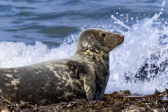 Grey seal (Halichoerus grypus) on the north beach Helgoland Düne, Helgoland, North Sea, Pinneberg