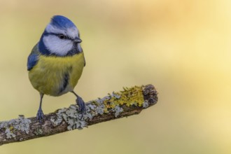 Blue tit (Cyanistes caeruleus) sitting on a rotten tree branch overgrown with lichen, garden,