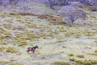 A landscape view with wild brumbies on the Cascade Hut Trail near Dead Horse Gap and Thredo in