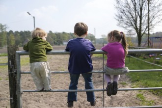 Three siblings climbing on a gate of a paddock
