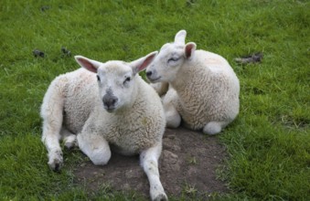 Two lambs in the pasture in the English Cotswolds resting and enjoying spring