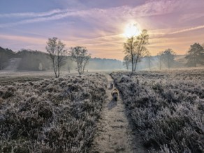 Heathland, Heidschnuckenweg, in the Fischbeker Heide, in Hamburg