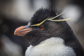 Rockhopper penguin (Eudyptes chrysocome), portrait, Pebble Island, Falkland Islands, Great Britain,