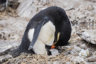 Rockhopper penguin (Eudyptes chrysocome) breeding, Bleaker Island, Falkland Islands, Great Britain,