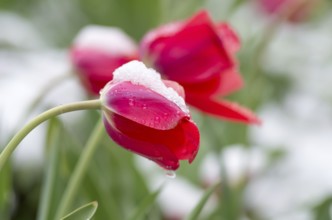 Red tulips covered with snow. The tulips under the snow. Bulgaria