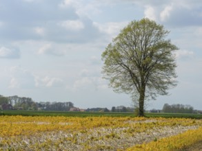 A lonely tree in a field with yellow flowers in front of a cloudy sky, südlohn, münsterland,