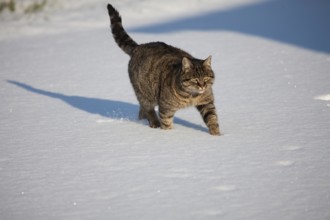 Brown Tabby Domestic Cat, Female walking on Snow, Normandy