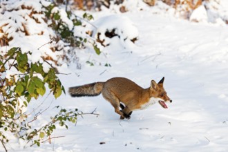 Red Fox (vulpes vulpes), Adult running on Snow, Normandy