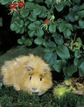 Guinea Pig (cavia porcellus)