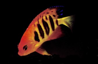 Fire Dwarf Angelfish, Flame Angelfish, Fire Dwarf Angelfish, Flame Angelfish, Other Animals, Fish,
