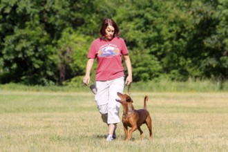 Woman and German Pinscher, walking by foot, footwork, training of dogs, able to walk on a leash,