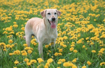Labrador Retriever