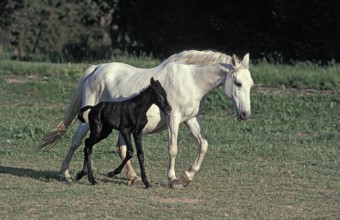 LIPIZZAN HORSE, MARE AND FOAL STANDING IN PADDOCK