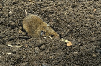 Common vole (microtus arvalis), adult DIGGING