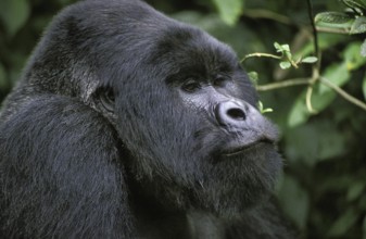 Mountain Gorilla (gorilla beringei), gorilla, Portrait of Male, Virunga Park in Rwanda
