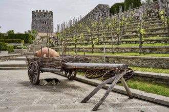 Old cart with a quevri, Kvevri, vineyard of the Rabati castle complex, Akhaltsikhe castle,