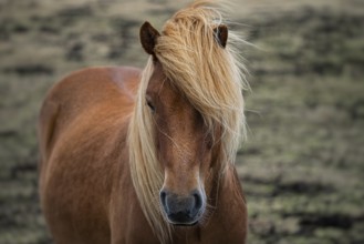 A chestnut pony with a flowing blonde mane stands in a grassy field, projecting a calm and serene