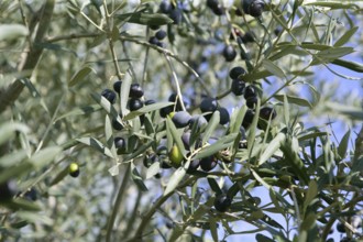 Olive field trees, branch details with olives growing