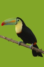 Kee billed Toucan Ramphastos sulfuratus colorful Tucan bird
